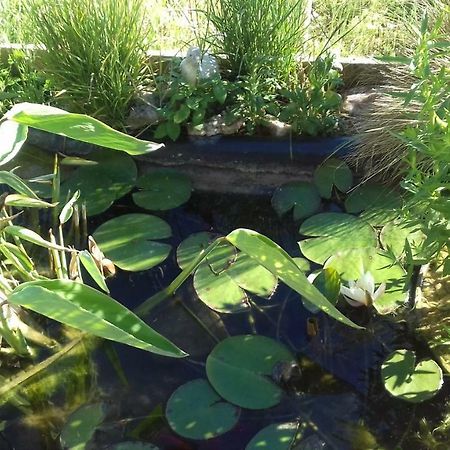 Le Gite De Cristal Proche Bugarach Granes 外观 照片